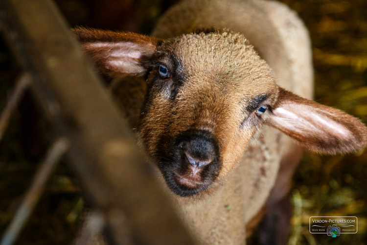 photo agneau bergerie verdon